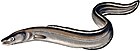 European conger eel