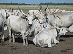 A herd of grey cattle with long horns