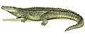 Purussaurus, um crocodiliano