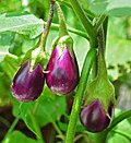 Thumbnail for Eggplant