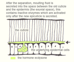 Nakon razdvajanja, zlučuje se tekućina za presvlačenje u prostor između stare kutikule i epiderme (eksuvijskii prostor); ovaj sadrži neaktivne enzime koji se aktiviraju tek nakon što se izluči nova epikutikula.