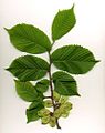 Wych elm (Ulmus glabra) leaves and seeds