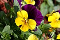 Pansy flower (viola tricolor var. hortensis)
