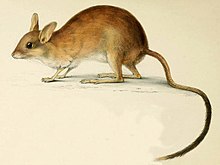 Illustration of "Notomys longicaudatus"