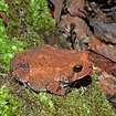 East Texas toad (Anaxyrus velatus), Hardin Co. TX (Oct 2019)