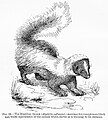 Image 14Warning coloration of the skunk in Edward Bagnall Poulton's The Colours of Animals, 1890 (from Animal coloration)