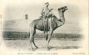 A Bedouin riding a camel in Tunisia