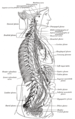 오른쪽 교감신경줄기와 가슴, 복부 및 골반의 신경얼기들과의 연결.