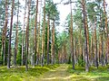 Image 19Latvian Pine Forest in Ķegums Municipality (from Forest)