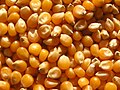 el blat de moro/la dacsa/el panís (el maíz)