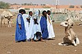 Nouakchott (Mauritanie), marché aux dromadaires.