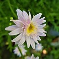 Closeup view of White Chrysanthemum
