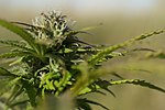 Thumbnail for Cannabis (drug)