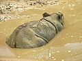 A Sumatran Rhinoceros (Dicerorhinus sumatrensis) wallows in the mud at Cincinnati Zoo.