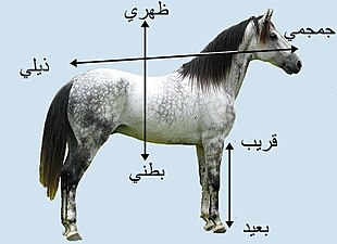الاتجاهات التشريحية، تطبيق على حصان كمثال على حيوان ثديي وحيد الحافر من الفقاريات رباعية الأرجل.