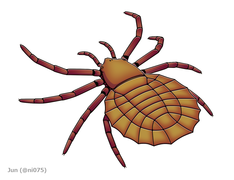 Maiocercus was a trigonotarbid arachnid that lived in the United Kingdom around 310 million years ago.