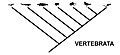Cladogram of Vertebrata, with figures rather than names