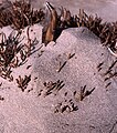 Eolian bioclastic (calcareous algae and porcellaneous foraminifera) sand dune on Tunisian shore.