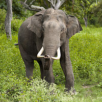 Elefante-asiático no Parque Nacional Bandipur, Índia.