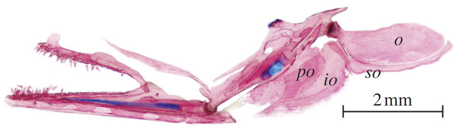 Skřelový aparát a závěs čelistí mladého jedince úhoře amerického (ostatní lebeční kosti odpreparovány): kost skřelová (o - operculare) a suboperculare (so) jsou oproti většině ostatních ryb vysunuté výrazaně vzad; z Johnson el al. (2012)[3]