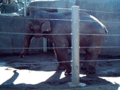 Stereotypic behavior of an Asian Elephant at San Diego Zoo.