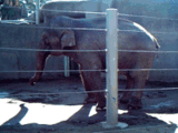 亞洲象嘅怪異行為，聖地牙哥動物園