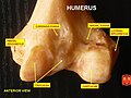 Humerus - inferior epiphysis. Anterior view.