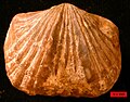 Vinlandostrophia ponderosa, Maysvillian (Upper Ordovician) near Madison, Indiana (scale bar is 5.0 mm)