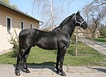 Black horse of Nonius breed