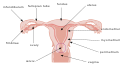 Utero e tube di falloppio. È indicata la zona anatomica corrispondente alla superficie uterina.