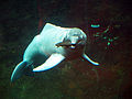 One of the rarest species in a zoo or public aquarium is the Amazon River Dolphin (picture from Duisburg Zoo).