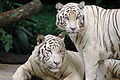 Tigres blancos en el Zoo de Singapur.