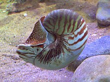A live Nautilus pompilius in an aquarium