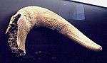 Cirka 200 000 år gammalt uroxhorn, funnet nära Madrid i Spanien.