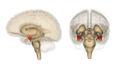 Frontal and side view of amygdala
