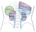 Back of lumbar region, showing surface markings for kidneys, ureters, and spleen
