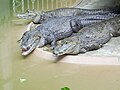 Spectacled Caimans (Caiman crocodilus) at the Herpetarium in Saint Louis Zoological Park.