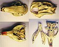 Un craniu de Mure bañáu, un royedor típicu Goat