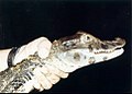 Black caiman, Melanosuchus niger