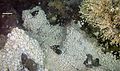 Image 5Dense mass of white crabs at a hydrothermal vent, with stalked barnacles on right (from Habitat)