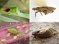 Thumbnail for Hemiptera