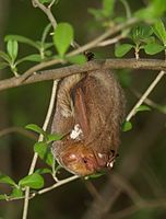 The image depicts a red bat hanging from a branch