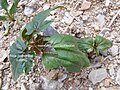 Ricinus communis : leaves 1st states