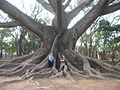 Image 39Buttress roots of the kapok tree (Ceiba pentandra) (from Tree)