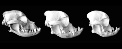Three bulldog skulls. From left to right, the face becomes flatter, with a shorter snout and pronounced underbite and protruding jaw.