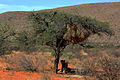 Baboons caught up a tree by Kalahari lions (2 of 3)