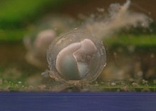 Embryon âge de 8 jours