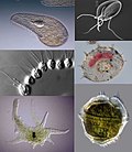 Thumbnail for Protozoa