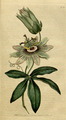 Passiflora caerulea plate 28 in: The Botanical Magazine, vol. 1, (1787)