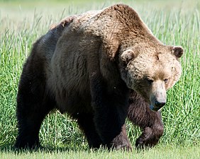 The brown bear is found across Eurasia and North America